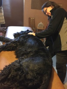 hund som får massage